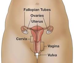 The Womb (Uterus)